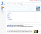 Abomasum - Anatomy & Physiology