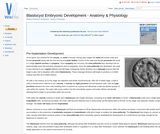 Blastocyst Embryonic Development - Anatomy & Physiology