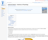 Adrenal Glands - Anatomy & Physiology