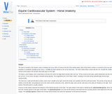 Equine Cardiovascular System - Horse Anatomy