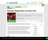 Planarian Regeneration and Stem Cells