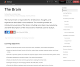 The Brain