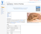Hypothalamus - Anatomy & Physiology